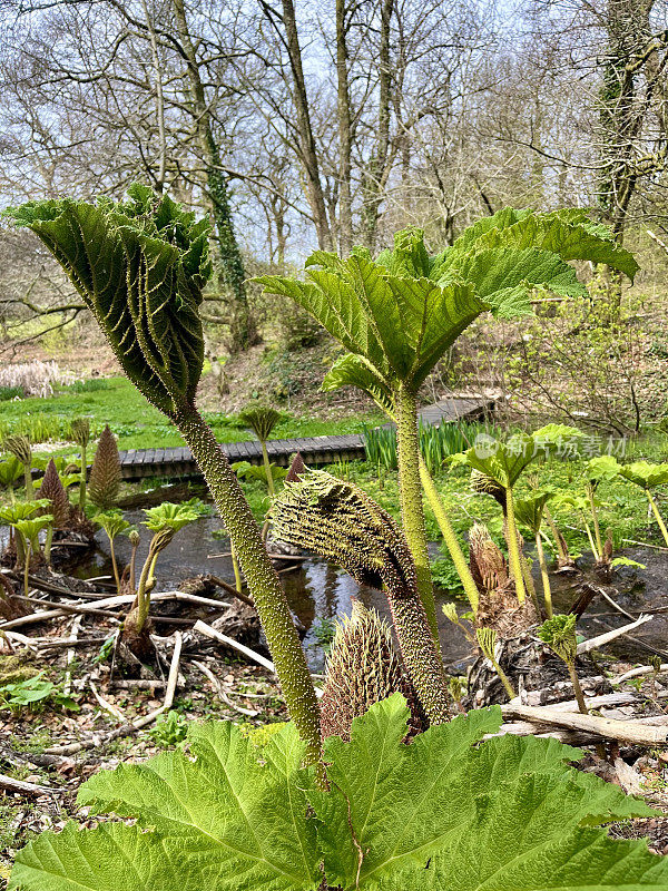 Gunnera manicata